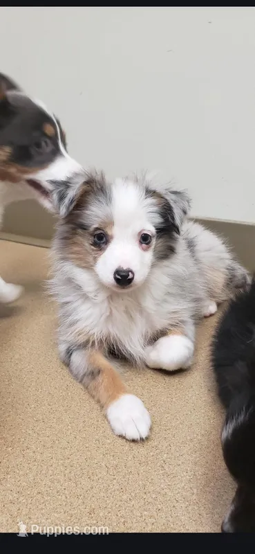 Toy size Blue Merle Girl