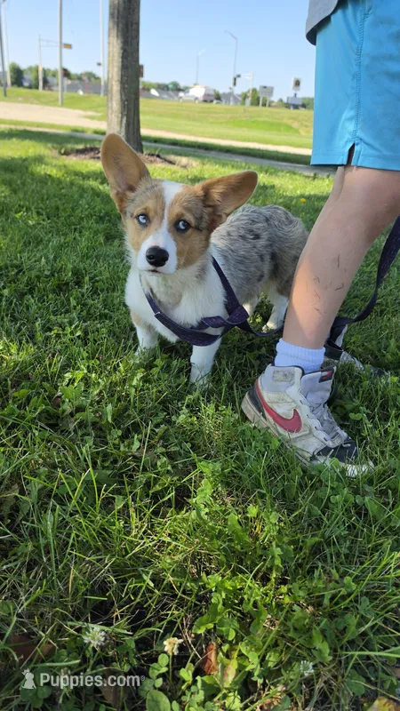 Breslyn Petite Blue Merle – Pembroke Welsh Corgi puppy for sale in Milton, WI