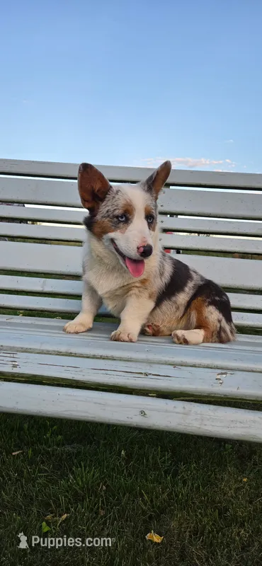 Ocean – Pembroke Welsh Corgi puppy for sale in Milton, WI