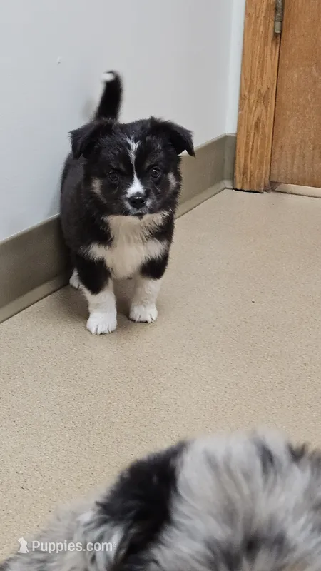 Tiny Toy – Toy Australian Shepherd puppy for sale in Milton, WI