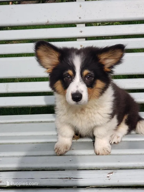 Fluffy Tri Girl – Pembroke Welsh Corgi puppy for sale in Milton, WI