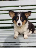 Fluffy Tri Girl, a female Pembroke Welsh Corgi for sale in Milton, WI – 1 of 3