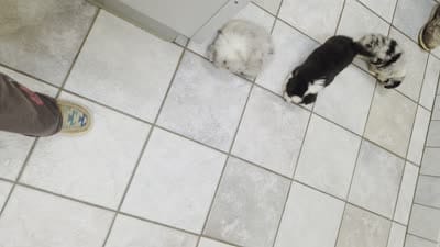 Blue Merle Auggie, a male Pembroke Welsh Corgi and Miniature Australian Shepherd for sale in Milton, WI – 2 of 2