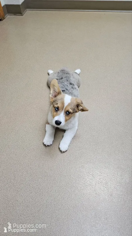 Breslyn – Pembroke Welsh Corgi puppy for sale in Milton, WI