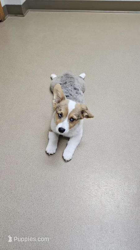 Breslyn – Pembroke Welsh Corgi puppy for sale in Milton, WI