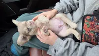 Fluffy NewShade Isabella and Tan, pink carrier , a male French Bulldog for sale in Milton, WI – 9 of 10