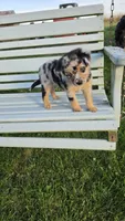 Blue Merle, a female Miniature Australian Shepherd for sale in Milton, WI – 2 of 5