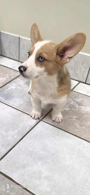 Red Merle Blue eyes – Pembroke Welsh Corgi puppy for sale in Milton, WI