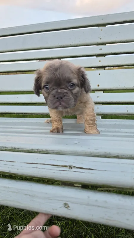 Fluffy Girl – French Bulldog puppy for sale in Milton, WI