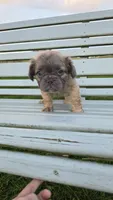 Fluffy Girl, a female French Bulldog for sale in Milton, WI – 1 of 3