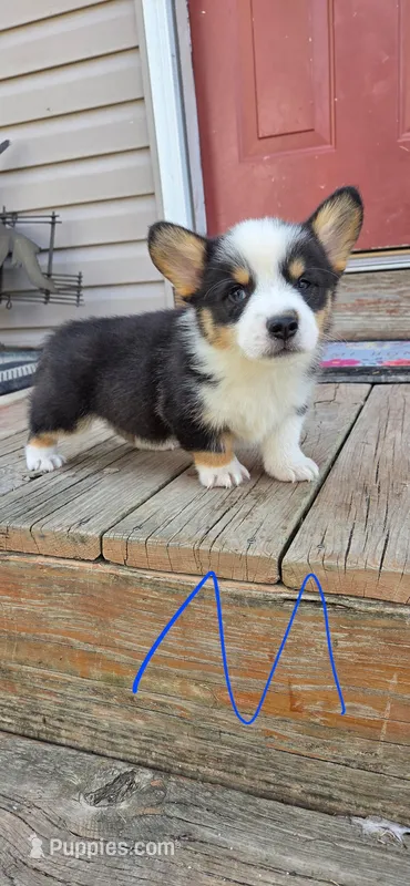 MJ – Pembroke Welsh Corgi puppy on hold in Milton, WI