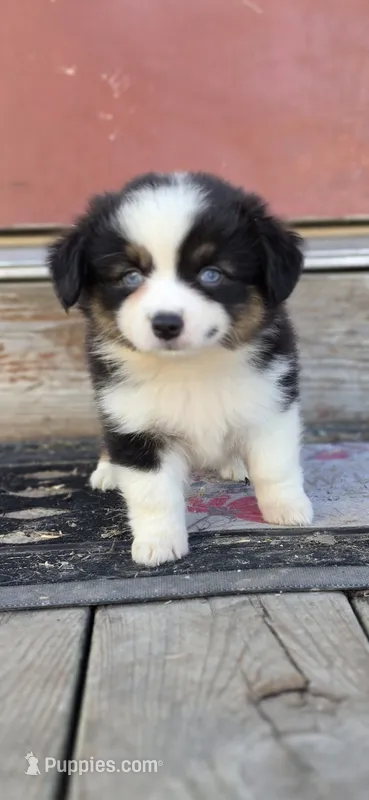 Blue Eyed Beauty  – Pembroke Welsh Corgi, Miniature Australian Shepherd puppy for sale in Milton, WI