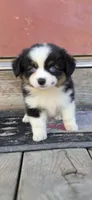 Blue Eyed Beauty , a female Pembroke Welsh Corgi and Miniature Australian Shepherd for sale in Milton, WI – 1 of 2