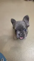 Pibble Fluffy Boy, a male French Bulldog for sale in Milton, WI – 6 of 8