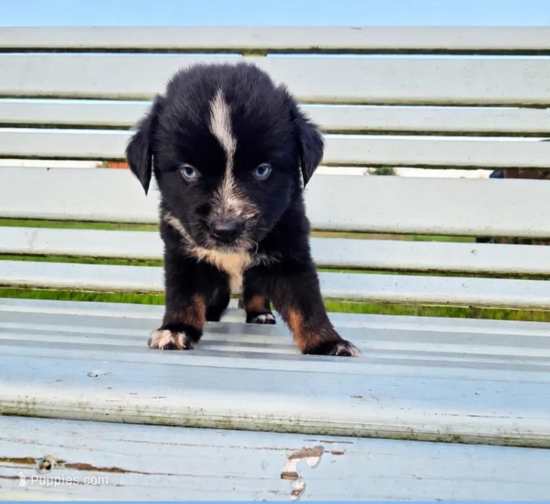 Handsome Blue Eyed Boy  – Miniature Australian Shepherd puppy for sale in Milton, WI