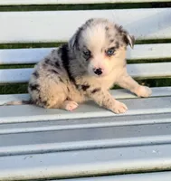 Blue Merle Boy, a male Miniature Australian Shepherd for sale in Milton, WI – 2 of 2