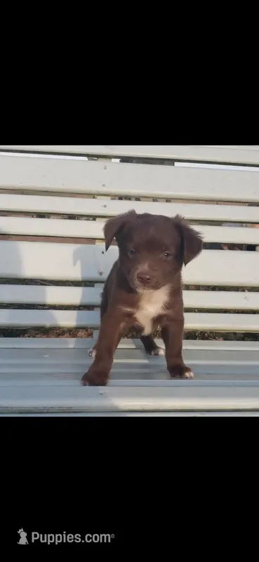 Chocolate Boy – Toy Australian Shepherd puppy for sale in Milton, WI