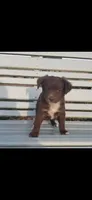 Chocolate Boy, a male Toy Australian Shepherd for sale in Milton, WI – 1 of 1