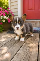 Bluie Girl, a female Pembroke Welsh Corgi for sale in Milton, WI – 1 of 1