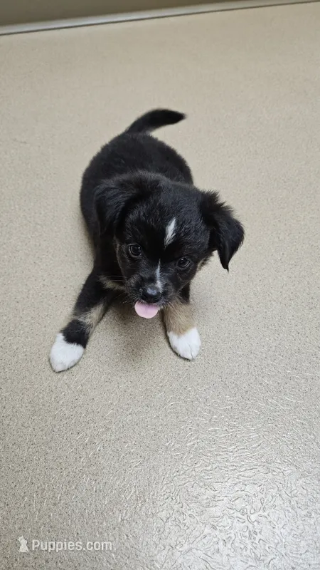 TEENY Tiny Toy Boy – Toy Australian Shepherd puppy for sale in Milton, WI