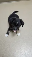 TEENY Tiny Toy Boy, a male Toy Australian Shepherd for sale in Milton, WI – 1 of 1