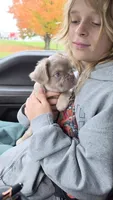 Fluffy NewShade Isabella and Tan, pink carrier , a male French Bulldog for sale in Milton, WI – 8 of 10