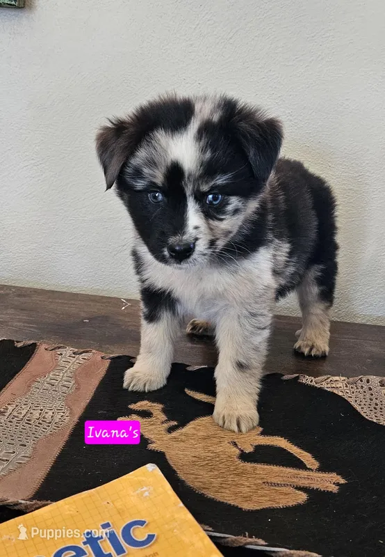 Split Face Merle Girl – Miniature Australian Shepherd puppy for sale in Milton, WI