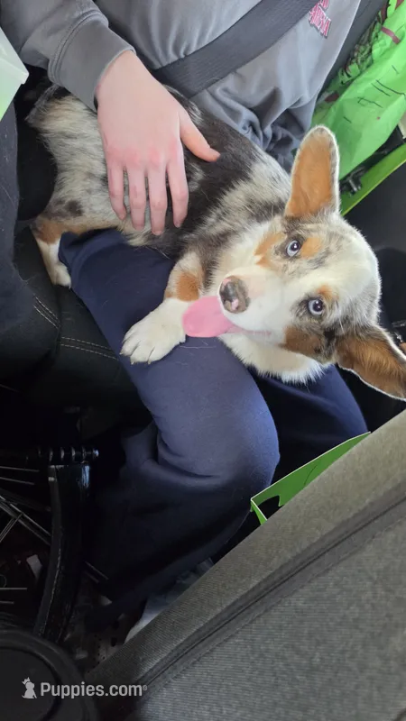Ocean – Pembroke Welsh Corgi puppy for sale in Milton, WI