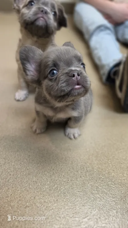 Pibble Fluffy Boy – French Bulldog puppy for sale in Milton, WI