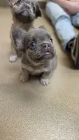 Pibble Fluffy Boy, a male French Bulldog for sale in Milton, WI – 1 of 8