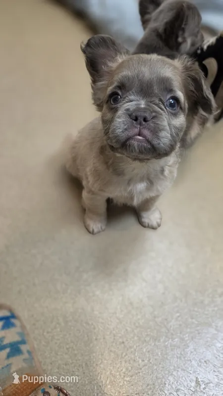 Fluffy Lilac, tan point carrier – French Bulldog puppy for sale in Milton, WI