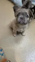 Fluffy Lilac, tan point carrier, a female French Bulldog for sale in Milton, WI – 1 of 5