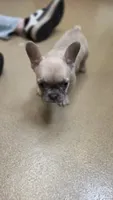 Sugar, a male French Bulldog for sale in Milton, WI – 2 of 6