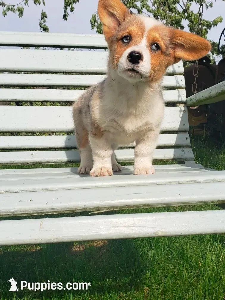 Breslyn, Blue Merle natural Bob tail, a female Pembroke Welsh Corgi for sale in Milton, WI – 1 of 4