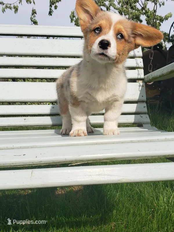Breslyn, Blue Merle natural Bob tail – Pembroke Welsh Corgi puppy for sale in Milton, WI