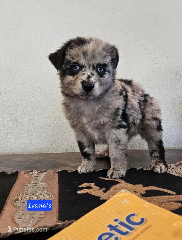 Marvin – Miniature Australian Shepherd puppy for sale in Milton, WI
