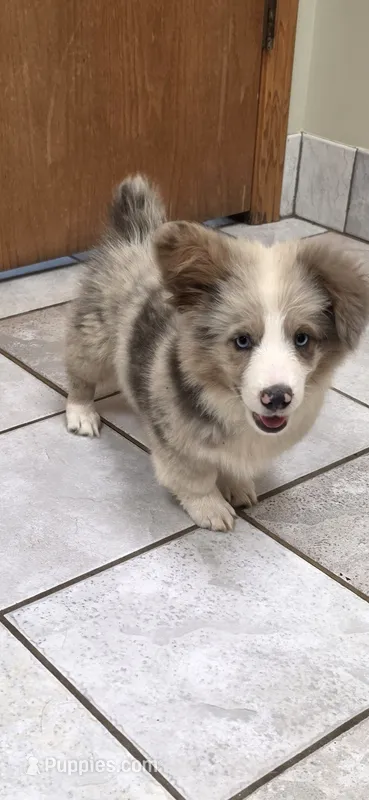 Extra Fluffy Blue Merle Boy – Pembroke Welsh Corgi puppy for sale in Milton, WI