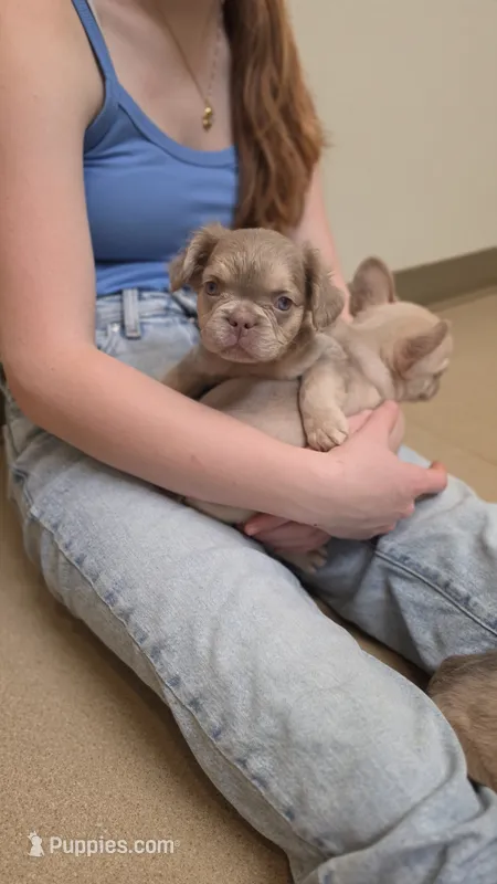 Super FLUFFY boy – French Bulldog puppy for sale in Milton, WI