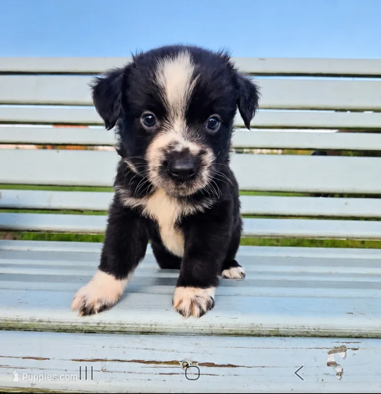 Tiny boy Freckles – Miniature Australian Shepherd puppy for sale in Milton, WI