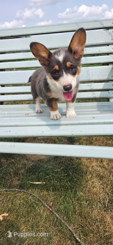 Bluie Girl – Pembroke Welsh Corgi puppy for sale in Milton, WI