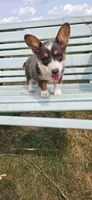 Bluie Girl, a female Pembroke Welsh Corgi for sale in Milton, WI – 1 of 1