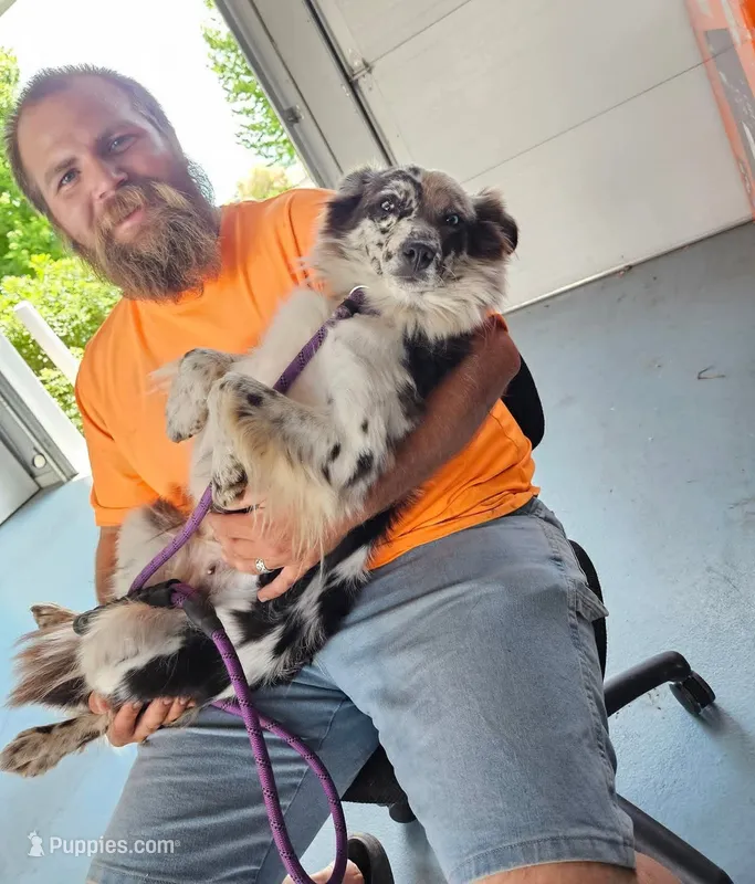 Blue Merle Girl – Miniature Australian Shepherd puppy for sale in Milton, WI