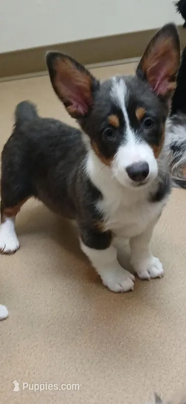 Dilute girl  – Pembroke Welsh Corgi puppy for sale in Milton, WI