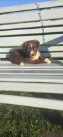 Red Girl, a female Miniature Australian Shepherd for sale in Milton, WI – 2 of 2