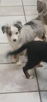 Blue Merle Toy Aussie, a female Miniature Australian Shepherd for sale in Milton, WI – Photo 2 of 4