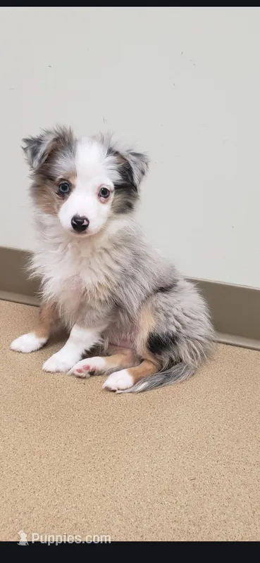 Blue Merle Toy Aussie – Miniature Australian Shepherd puppy for sale in Milton, WI