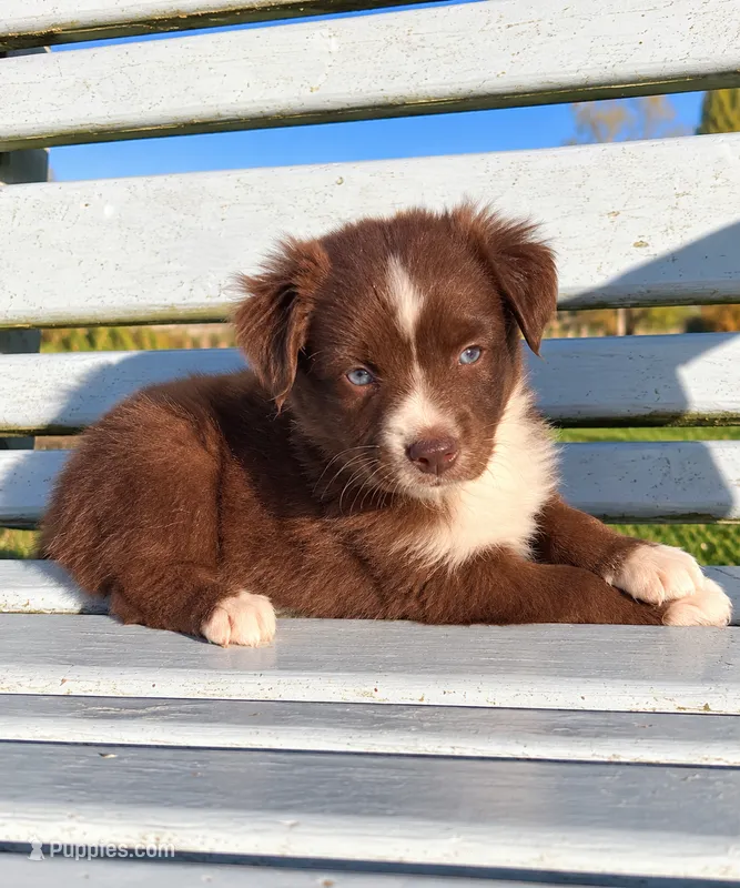 Red Girl, a female Miniature Australian Shepherd for sale in Milton, WI – 1 of 2