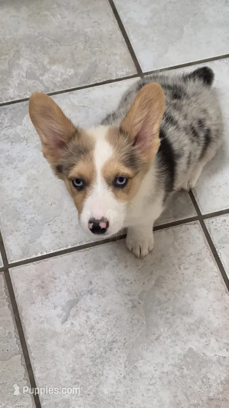 Blue Merle Girl – Pembroke Welsh Corgi puppy for sale in Milton, WI