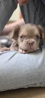 Super FLUFFY boy, a male French Bulldog for sale in Milton, WI – 6 of 6