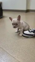 Frenchie Pups "Rosie", a male French Bulldog for sale in Milton, WI – 5 of 7